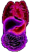 gify medycyna