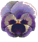 gify kwiaty