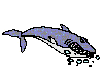 gify delfiny