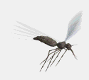 gify komary
