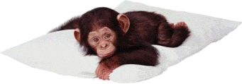 gify małpy