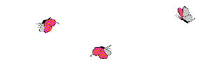 gify motyle