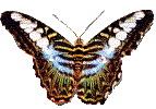 gify motyle