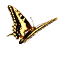 gify motyle