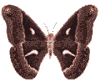 gify motyle