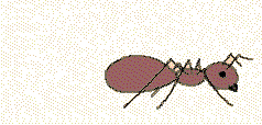 gify mrówki