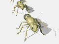 gify mrówki