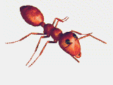 gify mrówki