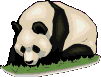 gify panda