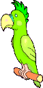 gify papugi