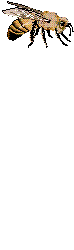 gify pszczoły