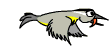 gify ptaki