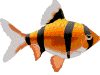 gify ryby