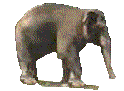 gify słonie