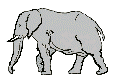 gify słonie