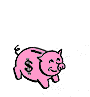 gify świnie