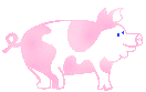 gify świnie