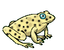 gify żaby