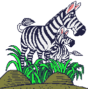 gify zebry