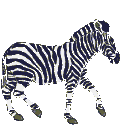 gify zebry